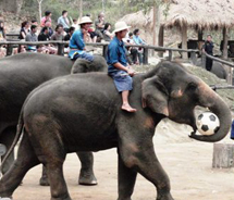 Elephants playing soccer at the Maesa elephant camp in northern Thailand. // © 2010 Pride Travel/S. Nathan DePetris